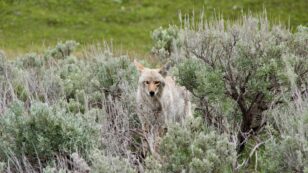 Trump’s EPA Re-Approves ‘Cyanide Bombs’ Deadly to Coyotes, Foxes and Feral Dogs, other Wildlife