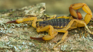 Venomous Yellow Scorpions Are Moving Into Brazil’s Big Cities—and the Infestation May Be Unstoppable