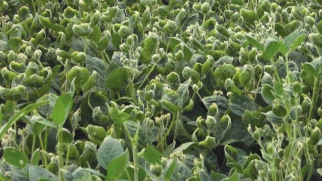 Dicamba Damage Roars Back for Third Season in a Row