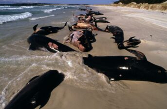 At Least 380 Whales Die in Australia’s Largest Mass Stranding