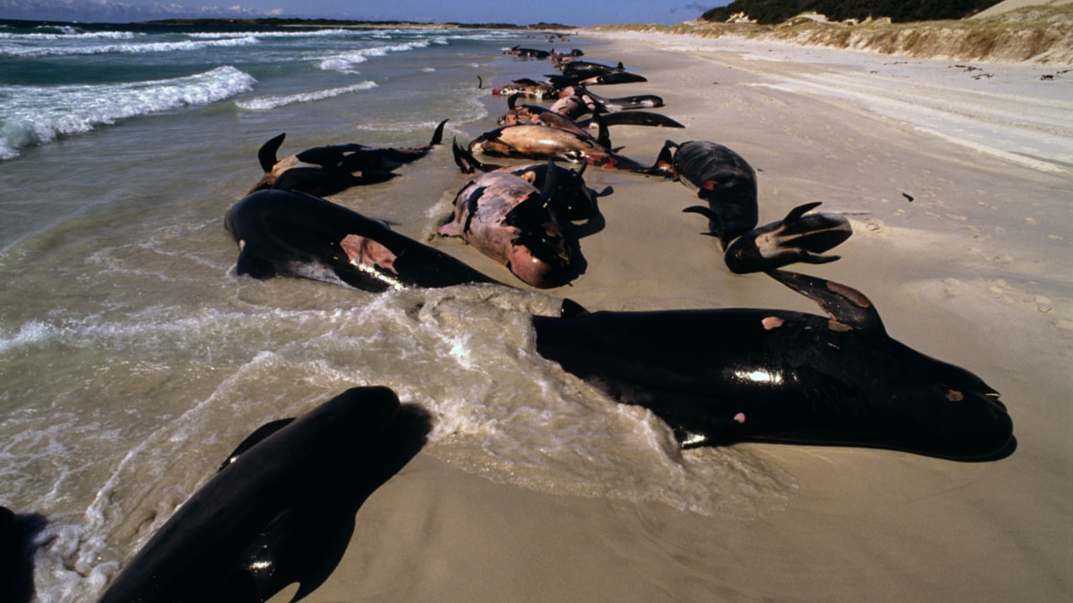 More than 50 pilot whales die after mass stranding in Australia, Wildlife  News