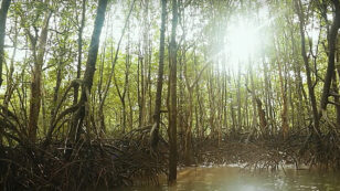 Group Helps Turn Abandoned Shrimp Farms Into Carbon-Storing Mangrove Ecosystems