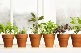 6 Best Indoor Herb Gardens For Year-Round Growing