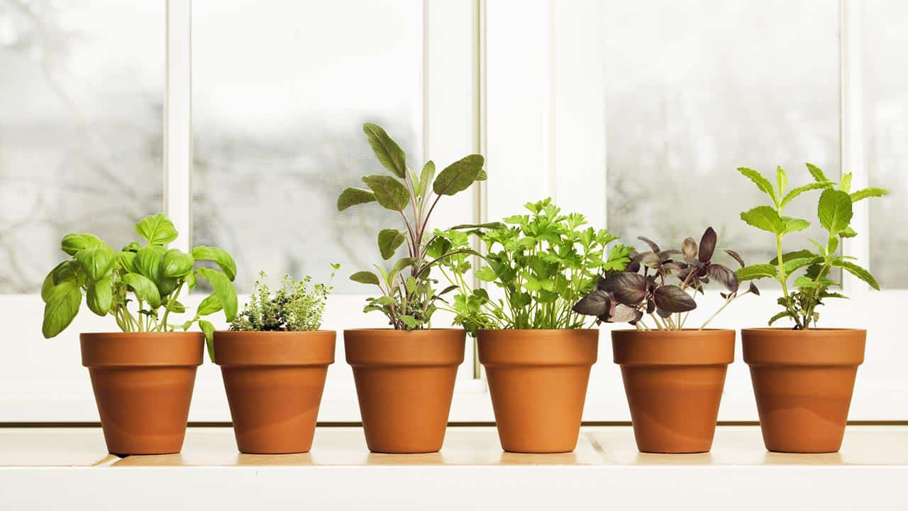 Best Indoor Herb Gardens For Year-Round Growing