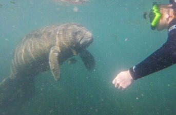 Florida Manatees Die in Record Numbers From Lack of Food