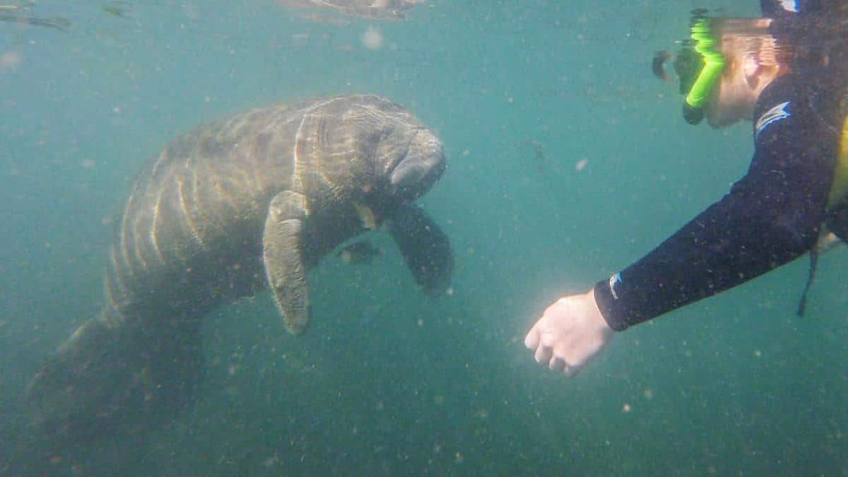 A tourist swims with a manatee in Florida.