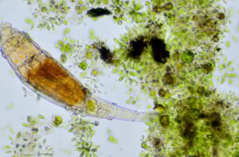 24,000-Year-Old Microorganism Revived From Frozen Siberian Permafrost