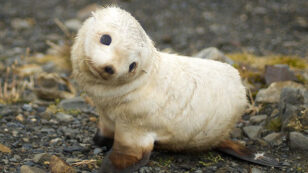 Warmer Waters Lead to Spike in Baby Fur Seal Deaths