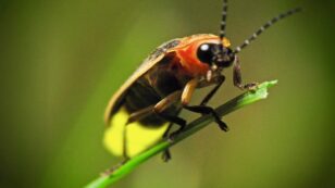 Fireflies Face Extinction From Habitat Loss, Light Pollution and Pesticides, Study Says