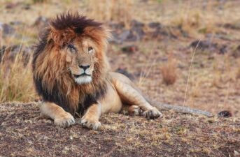 Legendary ‘Scarface’ Lion Dies in Kenyan Reserve From Natural Causes