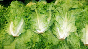 Lettuce Recall Is a Wake Up Call for Food Safety