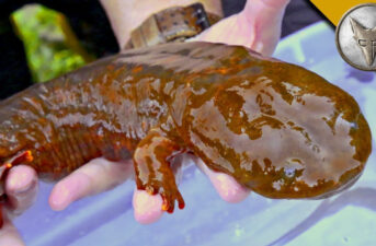 Get Ready to See One of the World’s Biggest Salamanders