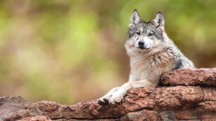 Protections for Mexican Gray Wolves Vital to Prevent Poaching, Study Finds