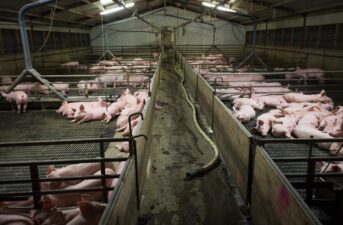 If Factory Farm Conditions Are Unhealthy for Animals, They’re Bad for People Too