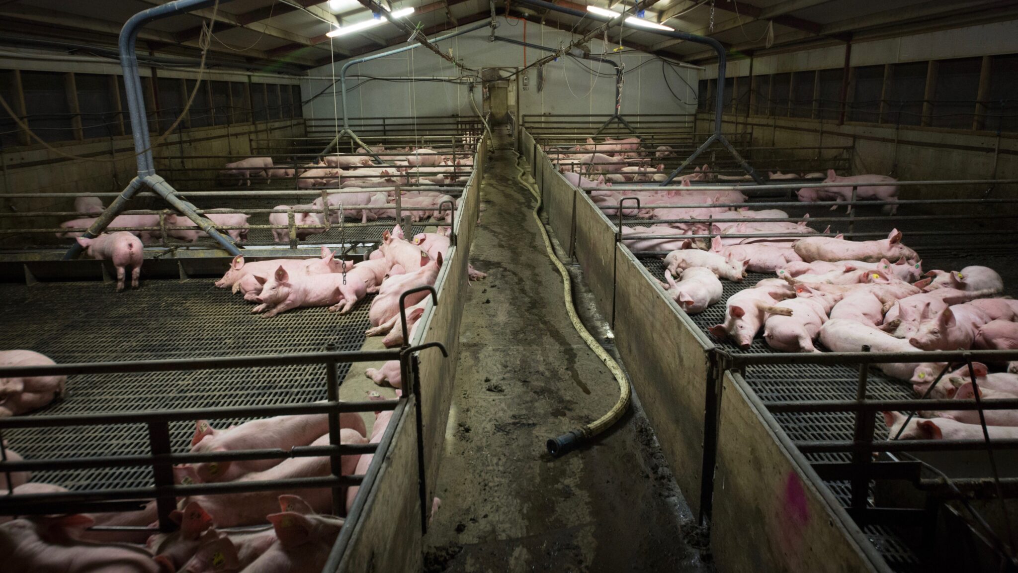 If Factory Farm Conditions Are Unhealthy for Animals, They're Bad for  People Too - EcoWatch