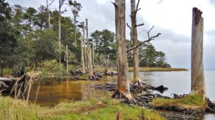‘Ghost Forests’ Are an Eerie Sign of Sea-Level Rise