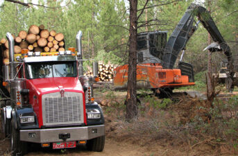 Forest Service Wants to Fast-Track Logging Without Environmental Review