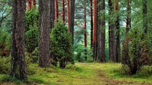 Arbor Day Foundation to Plant 100 Million Trees by 2022