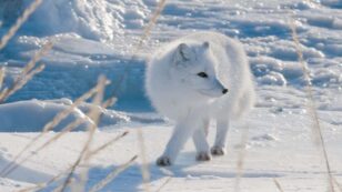 How Do Arctic Foxes Hunt in the Snow?
