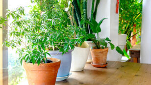 5 Common Houseplants That Clean the Air for a Healthier Home