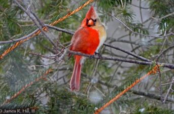 Rare ‘Half-Male, Half-Female’ Northern Cardinal Spotted in Pennsylvania