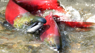 World’s Biggest Sockeye Run Shut Down as Wild Pacific Salmon Fight for Survival