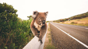 Koalas Become ‘Functionally Extinct’ in Australia With Just 80,000 Left