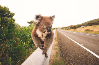 Koalas Become ‘Functionally Extinct’ in Australia With Just 80,000 Left