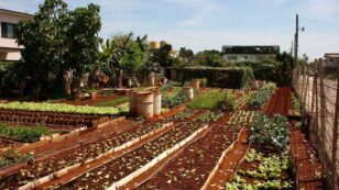 ​Cuba’s Urban Farming Shows Way to Avoid Hunger​