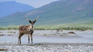 Biden Suspends Oil Leases in Arctic National Wildlife Refuge While Supporting Drilling Elsewhere in Alaska