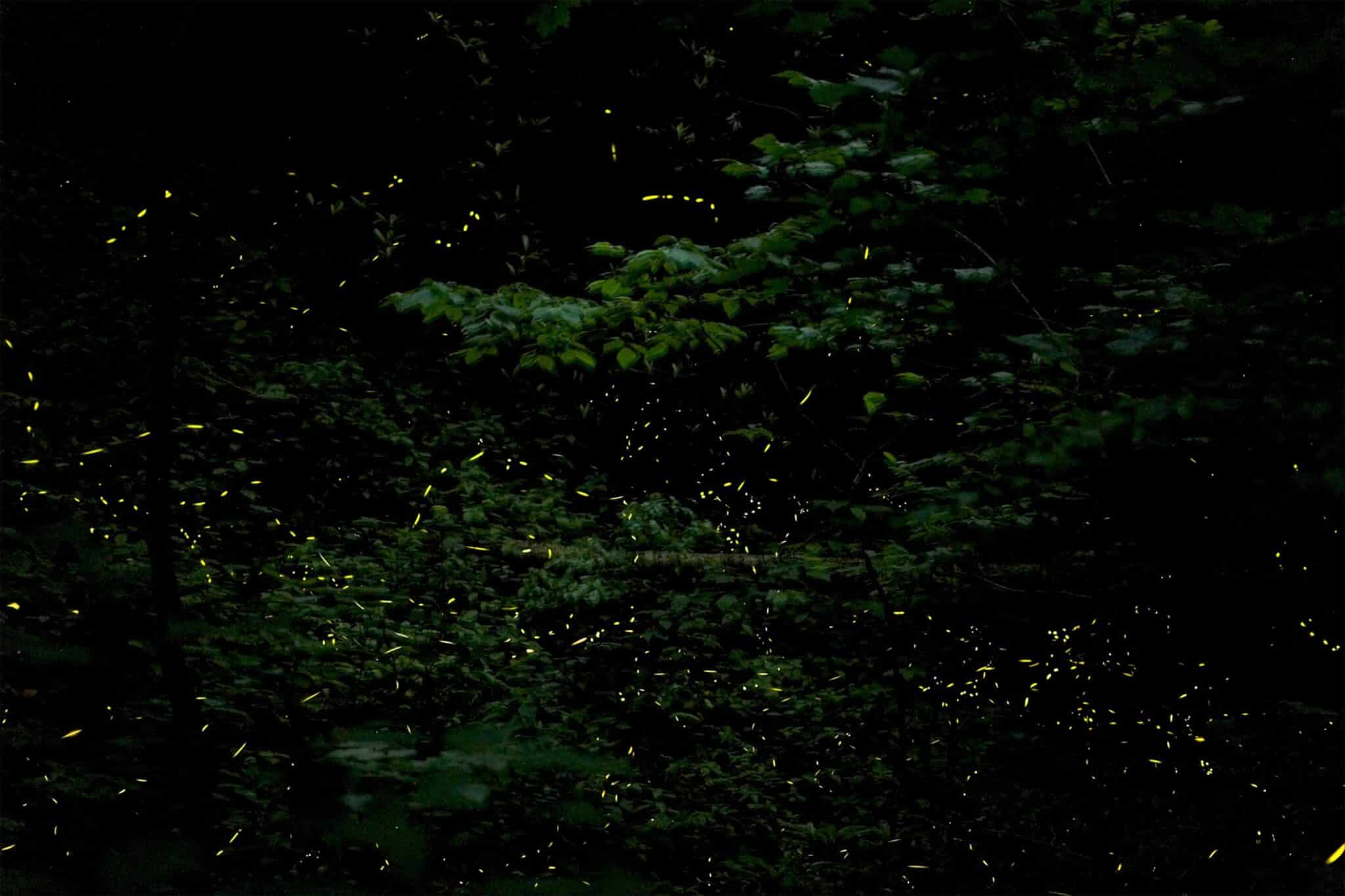 stacked image of fireflies
