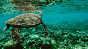 Microplastics May Heat Marine Turtle Nests and Produce More Females