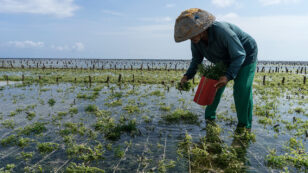 Seaweed Farming Could Help Battle Climate Change