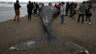 Ninth Gray Whale in Two Months Washes Up Dead in Bay Area