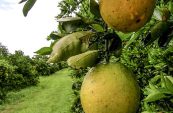 Scientists Have No Idea How to Fight Citrus Greening