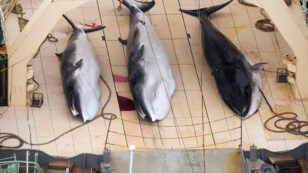 Another 333 Minke Whales Killed by Japanese Fleet