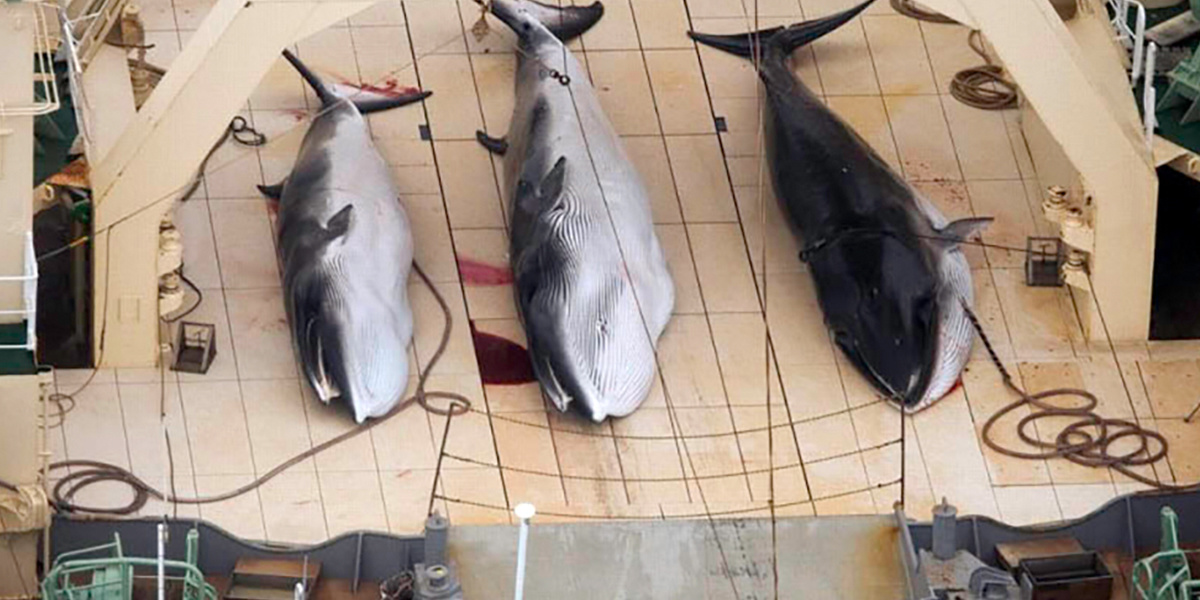 Another 333 Minke Whales Killed by Japanese Fleet