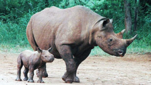 Leonardo DiCaprio, Prince William Celebrate Birth of Two Rare Baby Rhinos