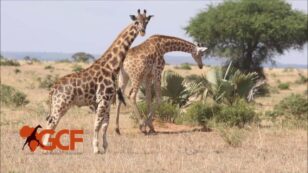 Scientists Document Rare Giraffe Dwarfism for First Time