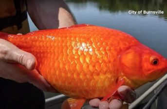 Pet Goldfish Dumped in Minnesota Lakes Are Growing Huge and Disrupting Ecosystems
