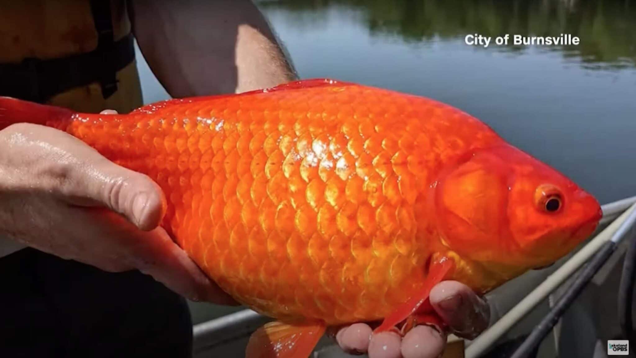 An abnormally large goldfish.