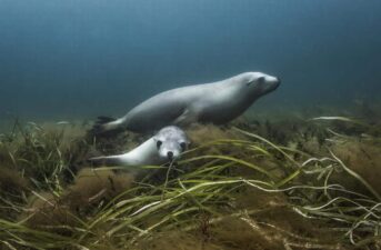 Human Noise Pollution Is Causing Seagrass Beds to Uproot Themselves
