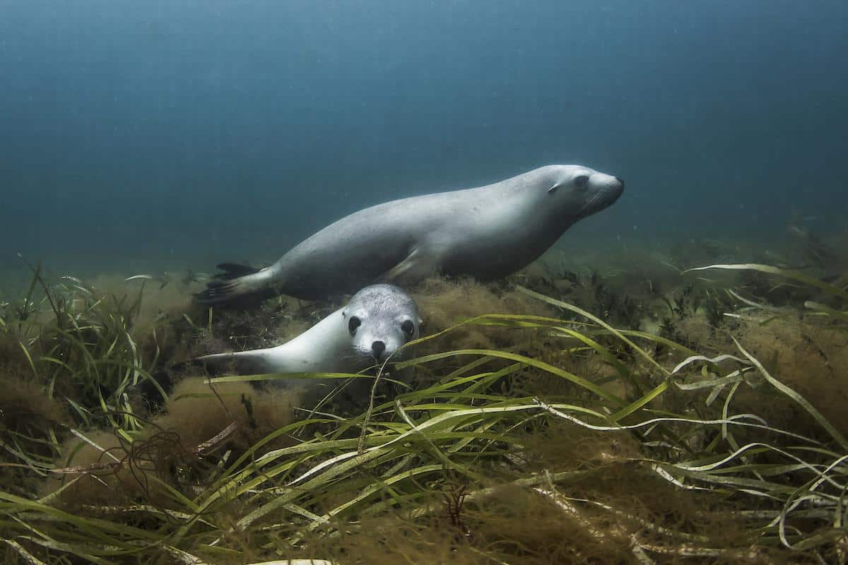Sea lions swim near a seagrass bed.
