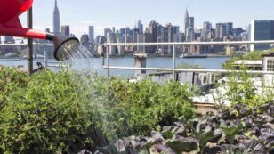 Urban Farming Is Revolutionizing Our Cities