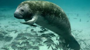 Florida Manatee Is Found With ‘Trump’ Written on Its Back