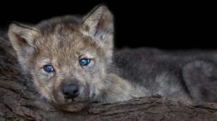 Government Kills Wolf Pups Students Studied and Honored as Their Idaho High School Mascot