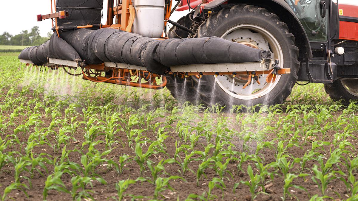 A tractor sprays pesticides on a corn field.