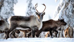 Sweden Building Bridges to Help Reindeer Crossings