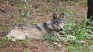 Oregon Wolf Makes Historic Journey to California, Raising Conservation Hopes