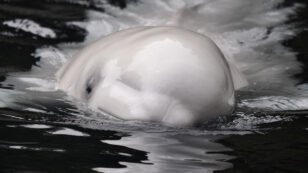 Beluga Whale in River Thames ‘Very Lost and Quite Possibly in Trouble’